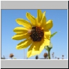 websunflw.jpg
